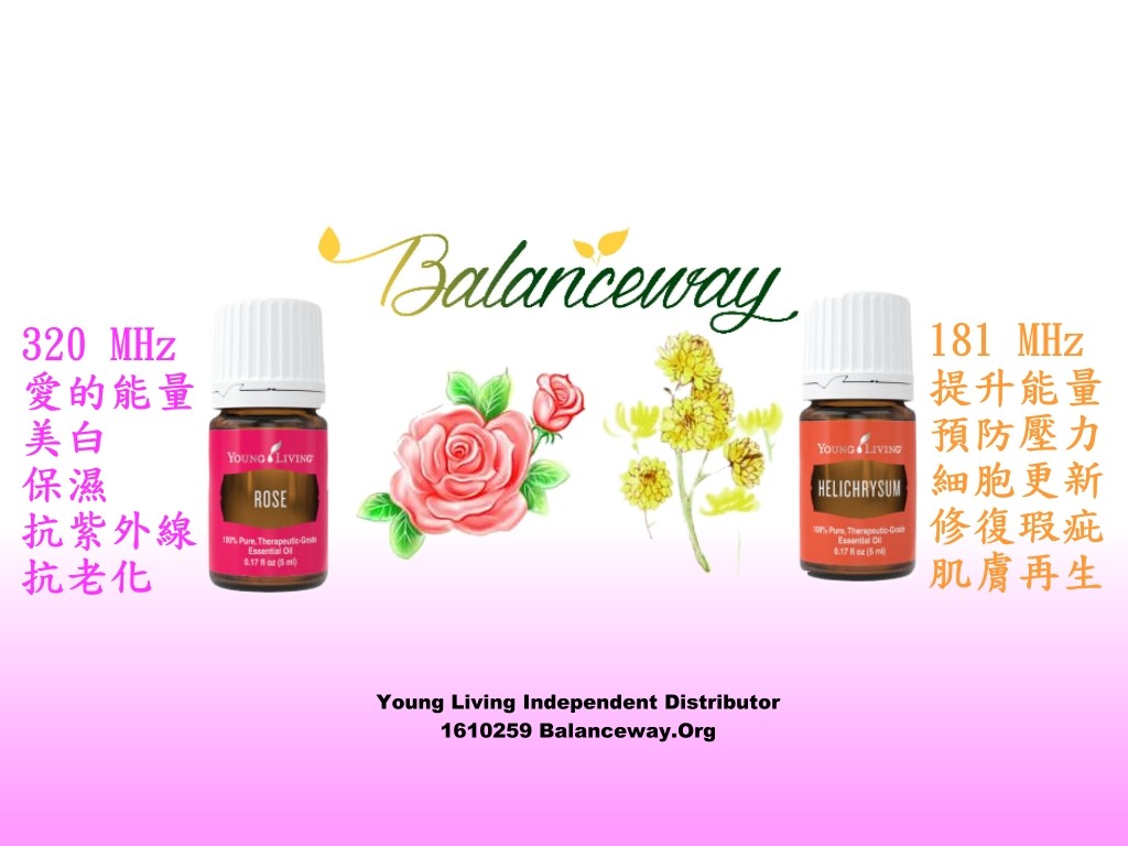rose vs helichrysum